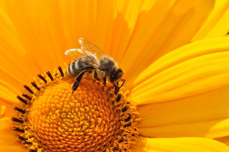 The Great British Bees How Hikers Can Help — Contours Walking Holidays